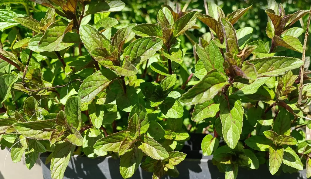 menthe chocolat.webp