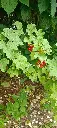 groseiller.webp