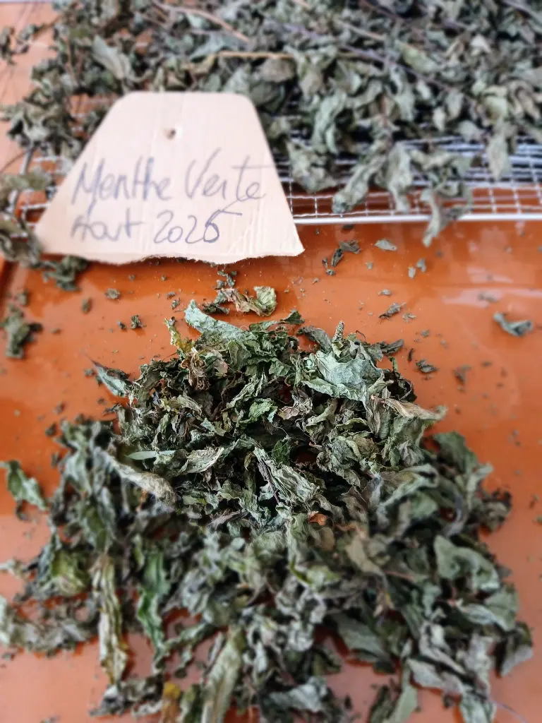 menthe verte.webp