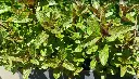 menthe chocolat.webp
