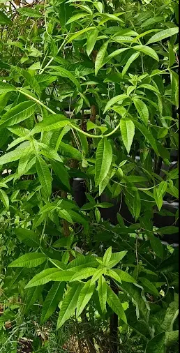 verveine citronnelle.webp