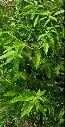 verveine citronnelle.webp