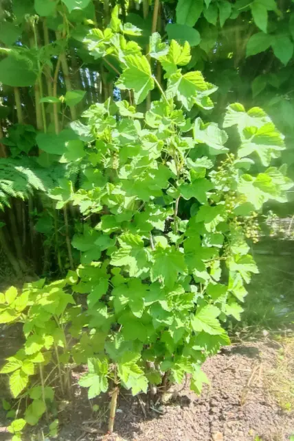 feuille de framboisier.webp