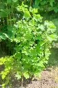 feuille de framboisier.webp