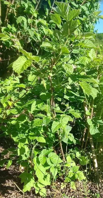 Screenshot_2.webp