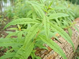 Verveine odorante (Citronnelle) du jardin 20g
