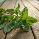 Menthe verte