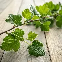 Feuilles de groseiller