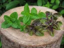 Tisane de Duo de feuilles de Menthe du Jardin: la poivrée chocolat et la verte 20g