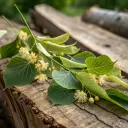 Tisane de tilleul Vrac 20g