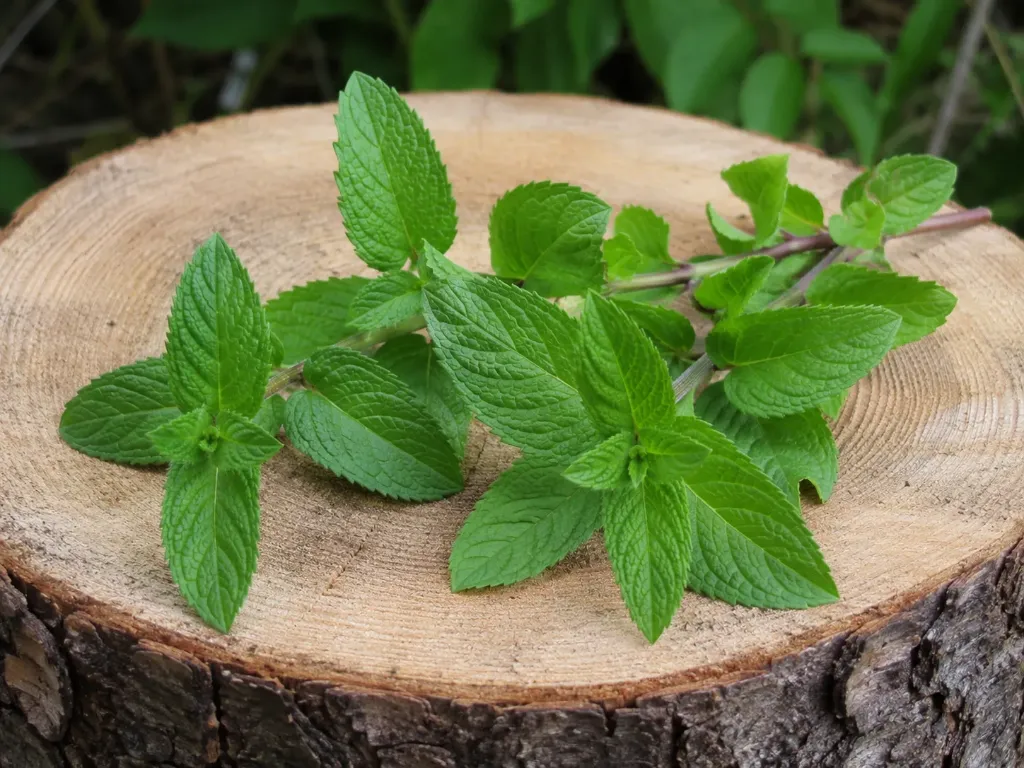 Menthe poivrée du jardin Vrac 20g