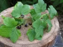 Cassis - feuilles du jardin Vrac 20g